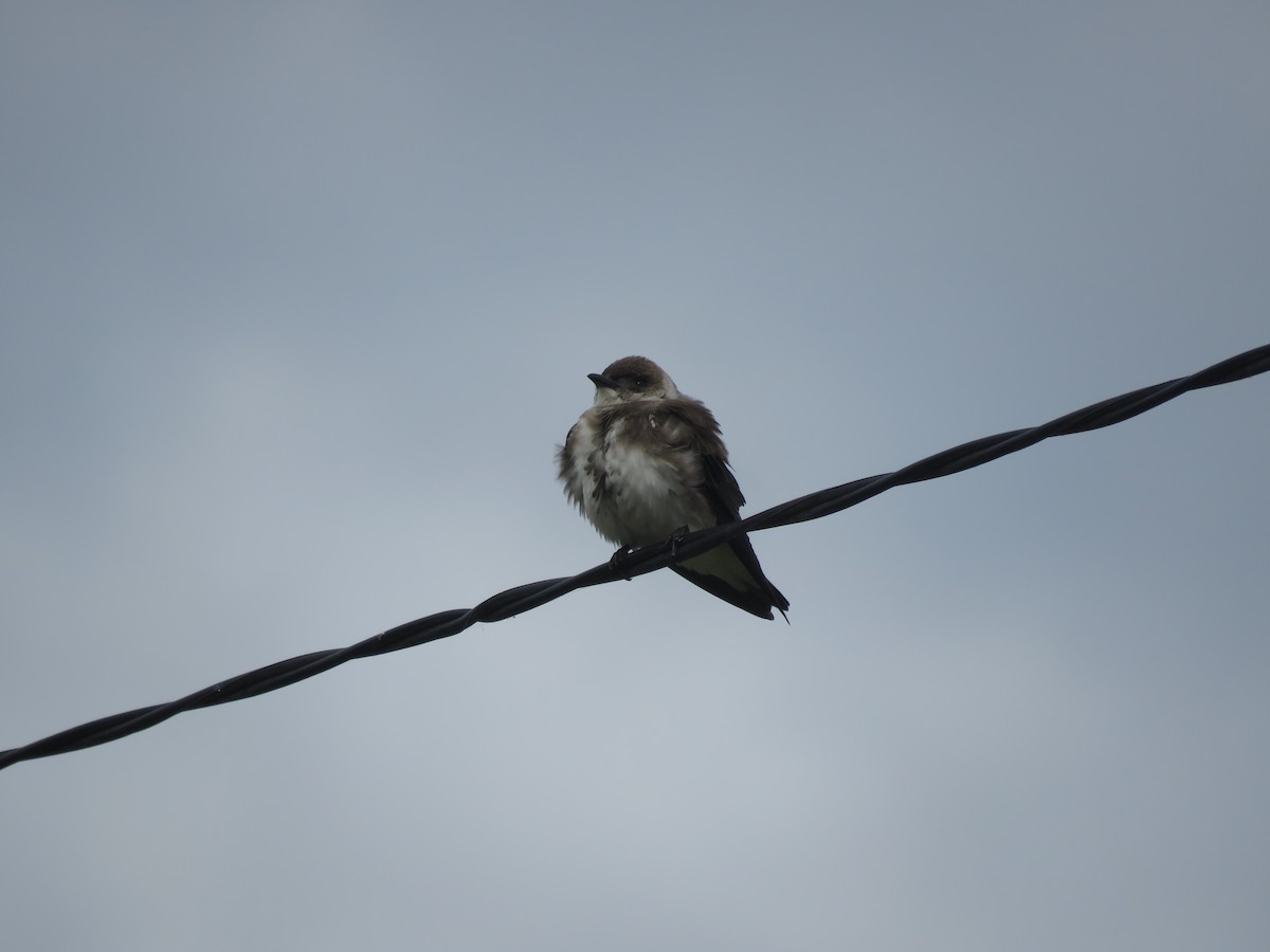 Brown-chested Martin - ML642120485