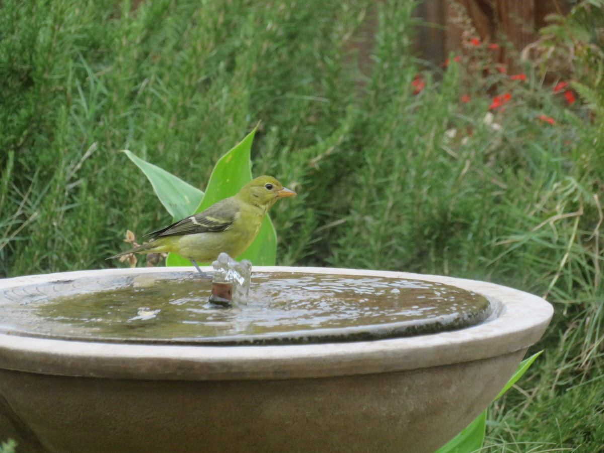 Western Tanager - ML642120488