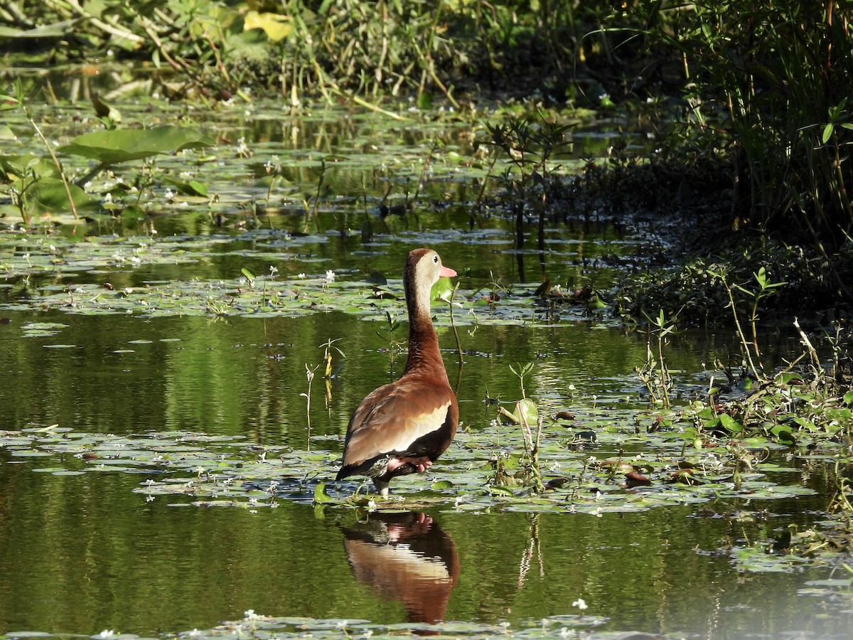 husička černobřichá (ssp. fulgens) - ML642120494