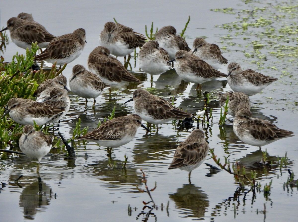 Least Sandpiper - ML642120499