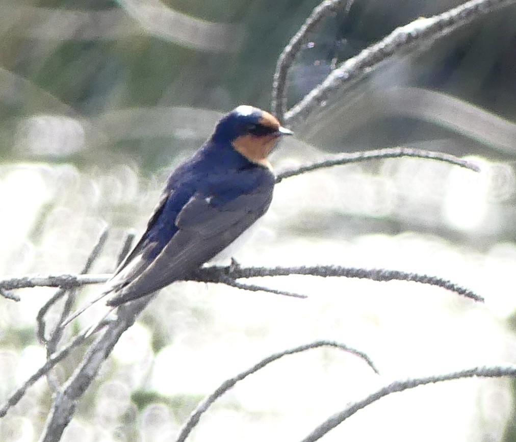 Golondrina Australiana - ML642120502