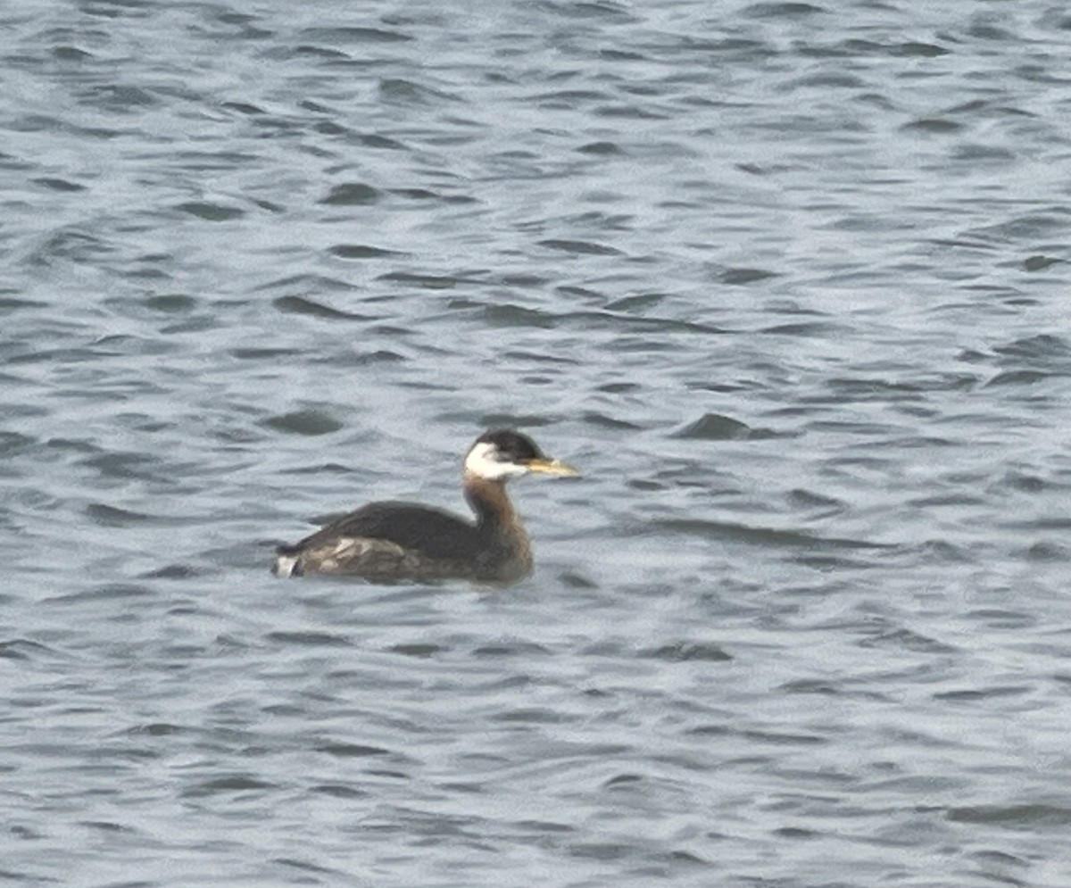 Red-necked Grebe - ML642120508