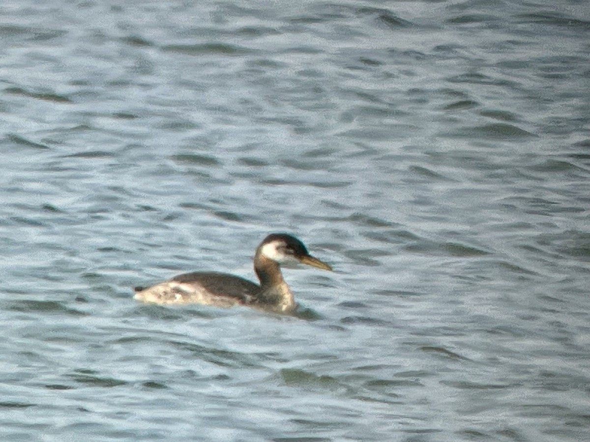 Red-necked Grebe - ML642120510