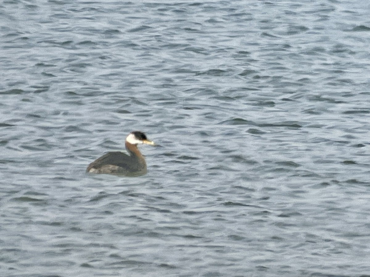 Red-necked Grebe - ML642120511