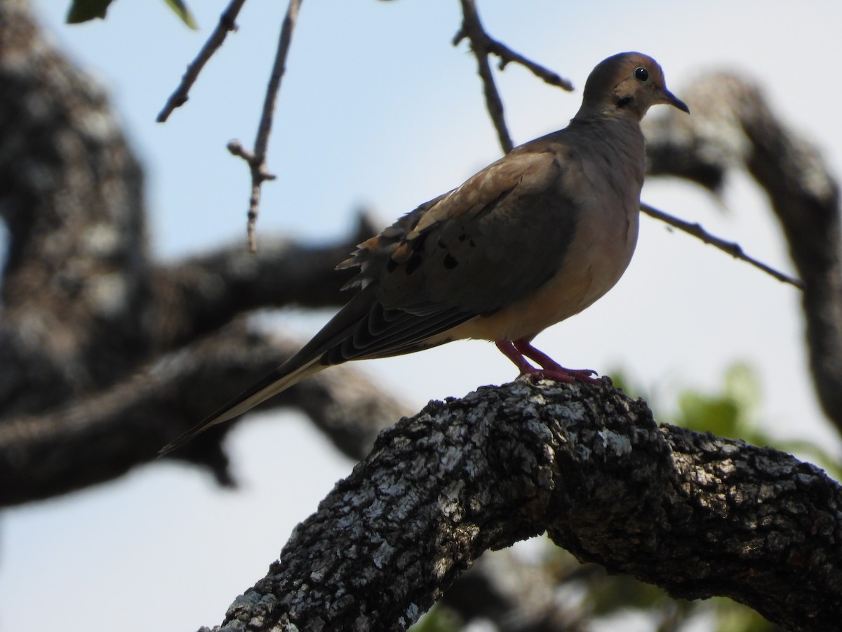 Mourning Dove - ML642120512