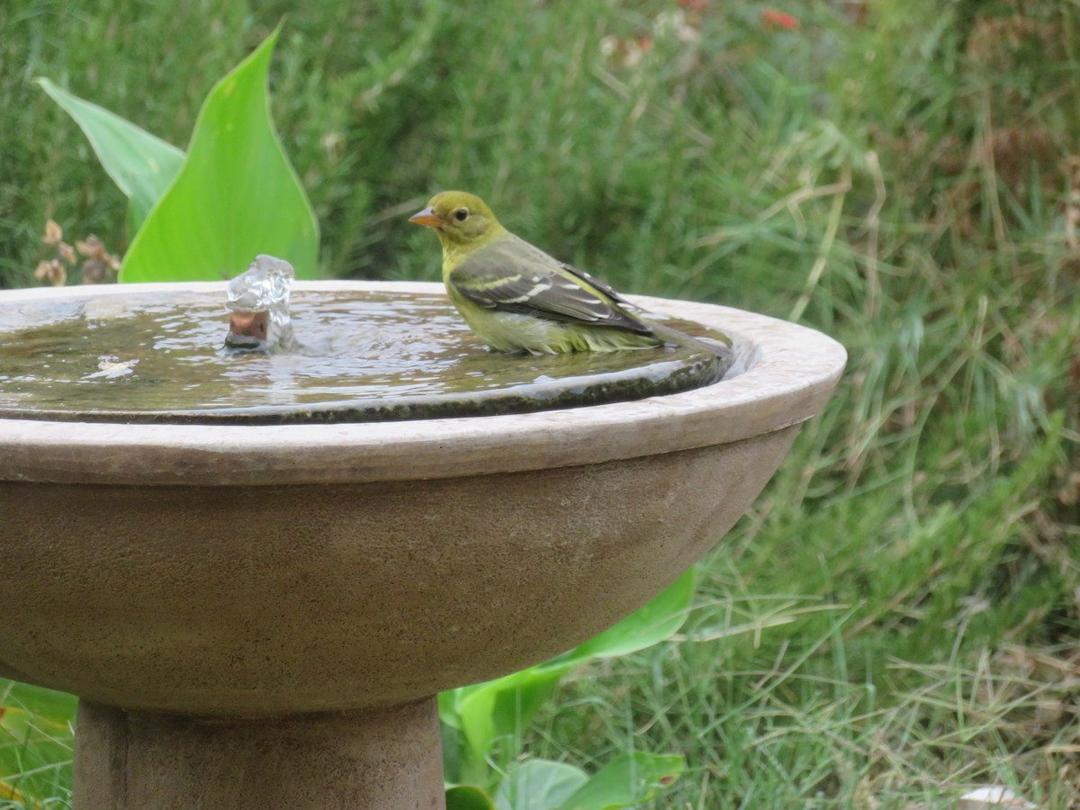 Western Tanager - ML642120537