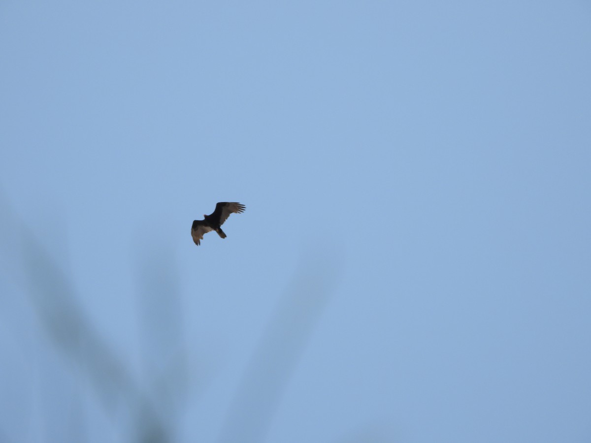 Turkey Vulture - ML642120553
