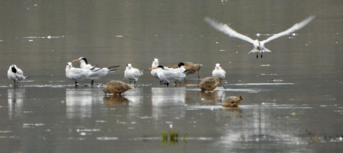 Elegant Tern - ML642120567