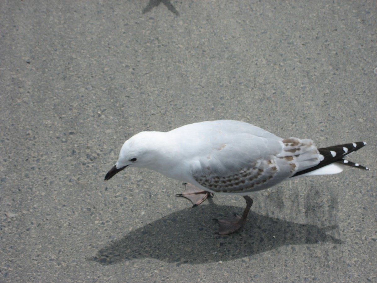 Silver Gull (Red-billed) - ML642120580