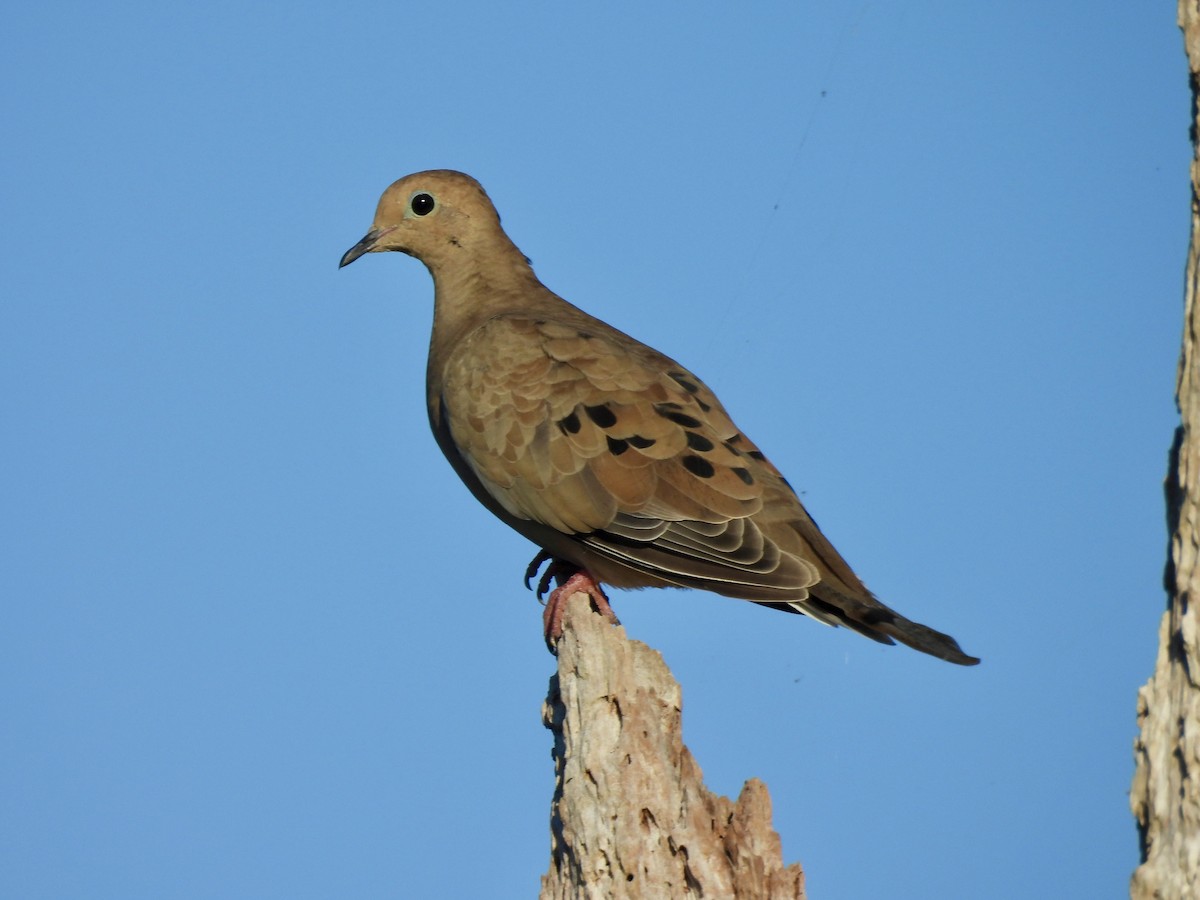 Mourning Dove - ML642120581