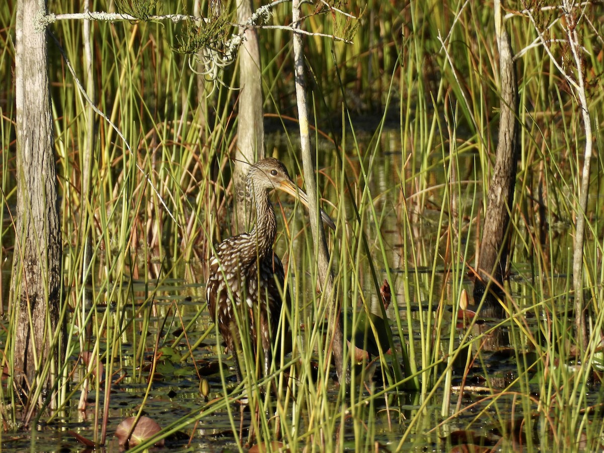 Limpkin (Speckled) - ML642120585