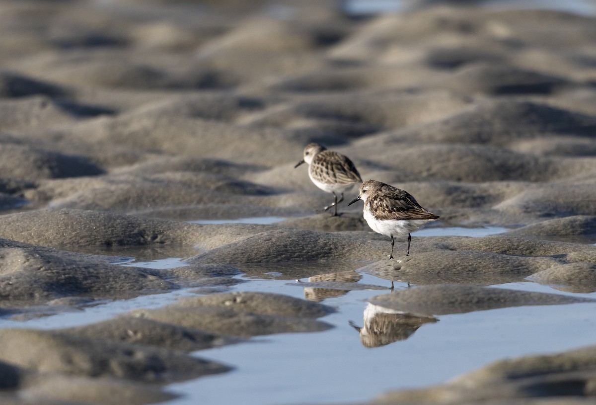 Sandstrandläufer - ML642120590