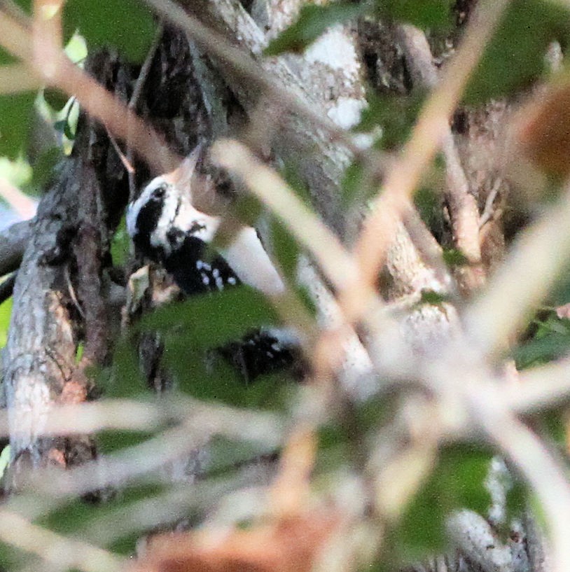 Hairy Woodpecker - ML642120591