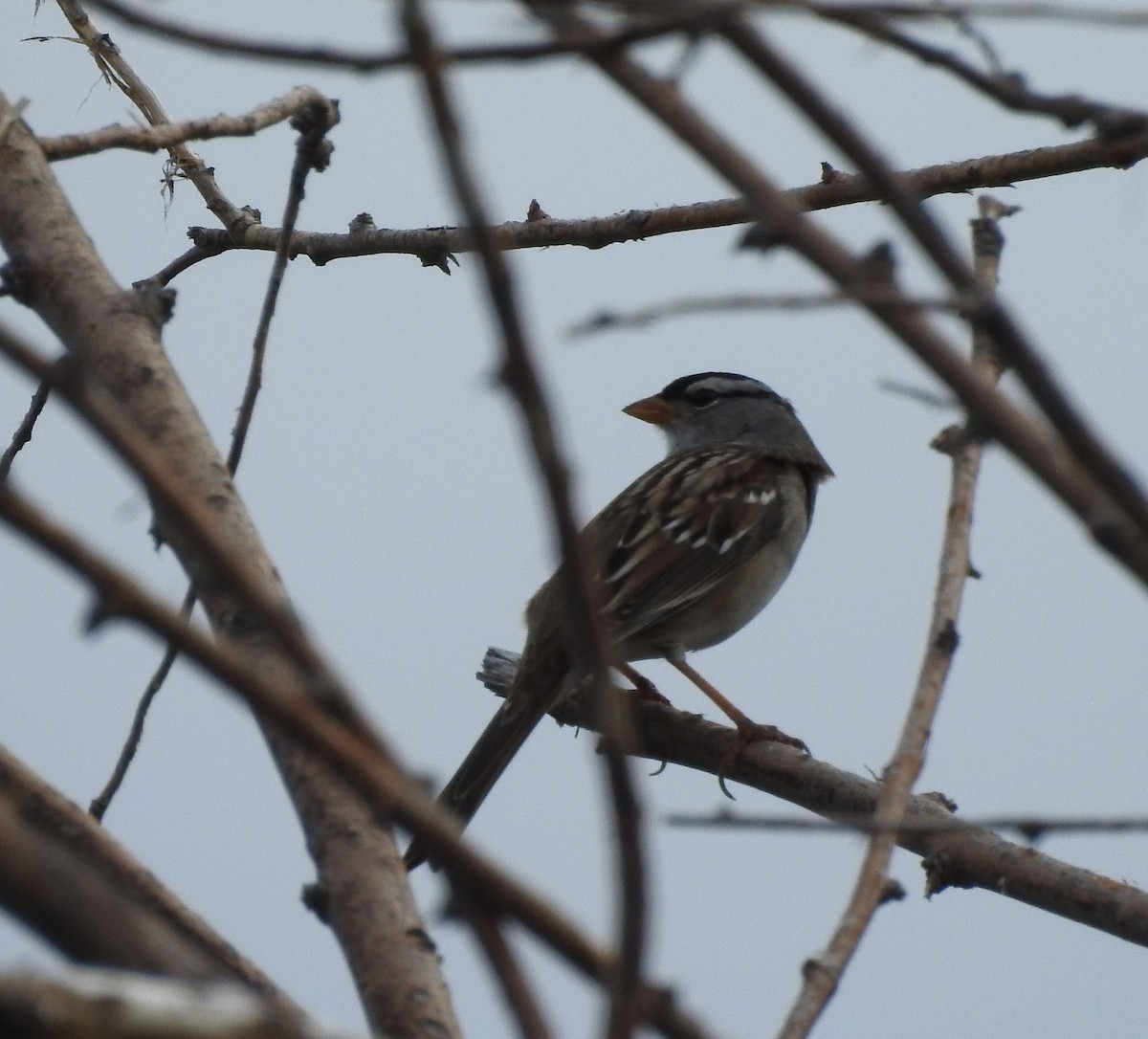 Porsuk Serçesi (oriantha) - ML642120592