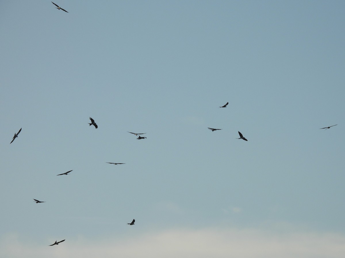 Swallow-tailed Kite - ML642120598