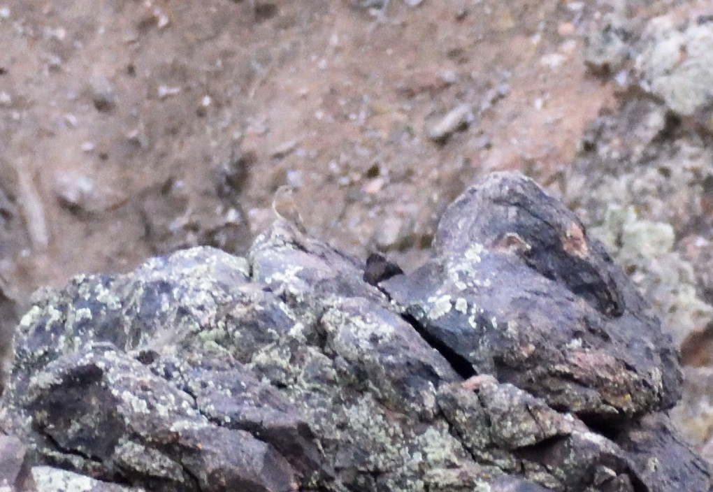 Rock Wren - ML642120601