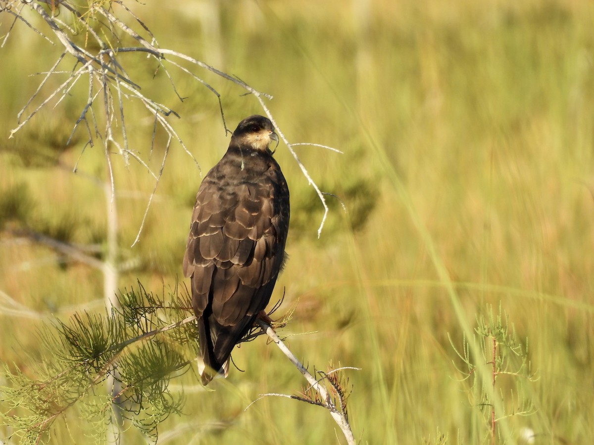 Snail Kite - ML642120602