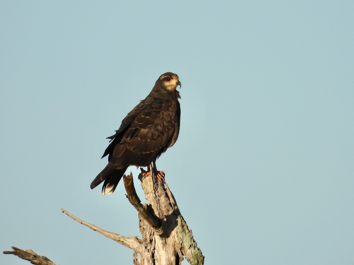 Snail Kite - ML642120603