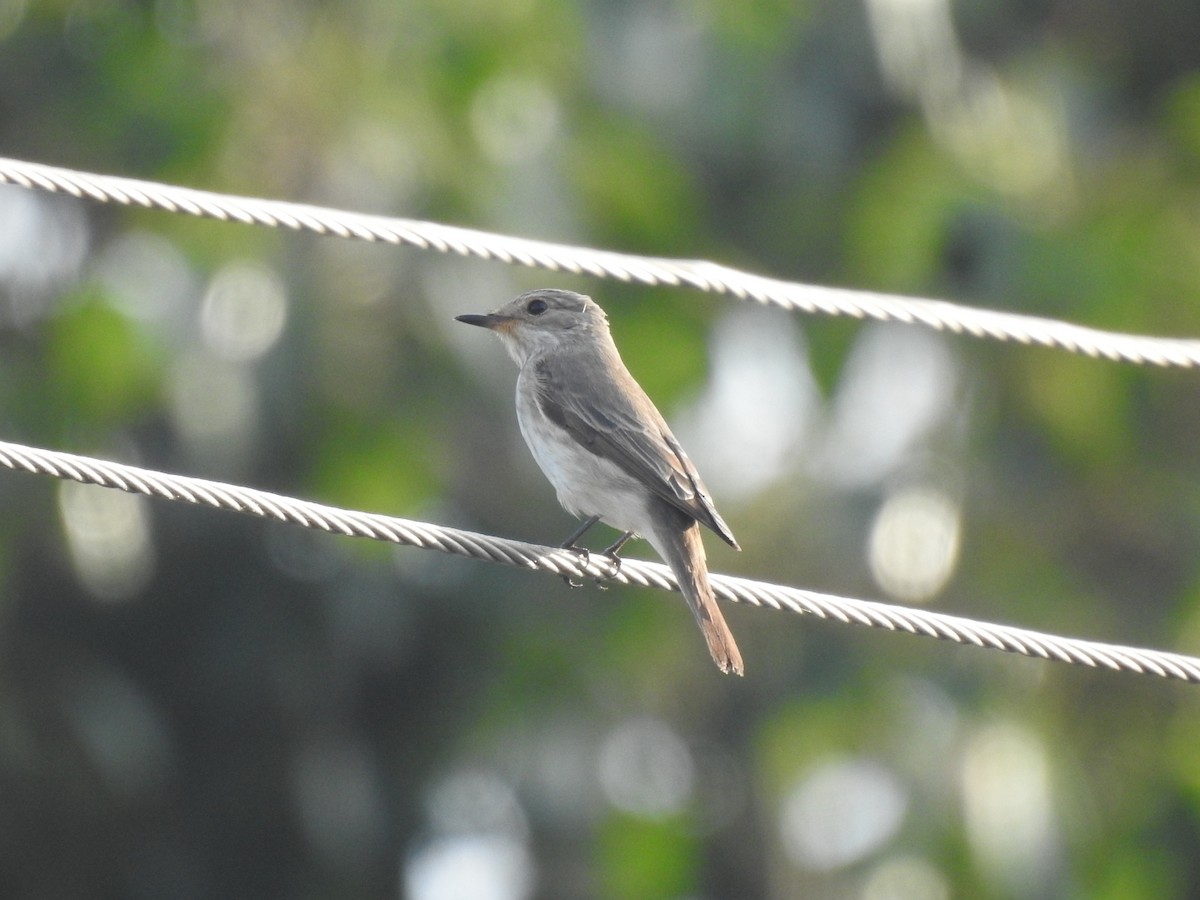 Spotted Flycatcher - ML642120604