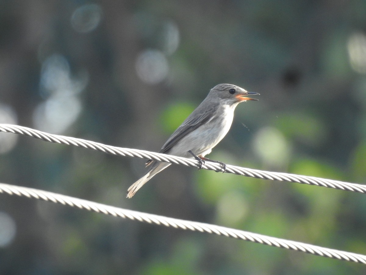 Spotted Flycatcher - ML642120605