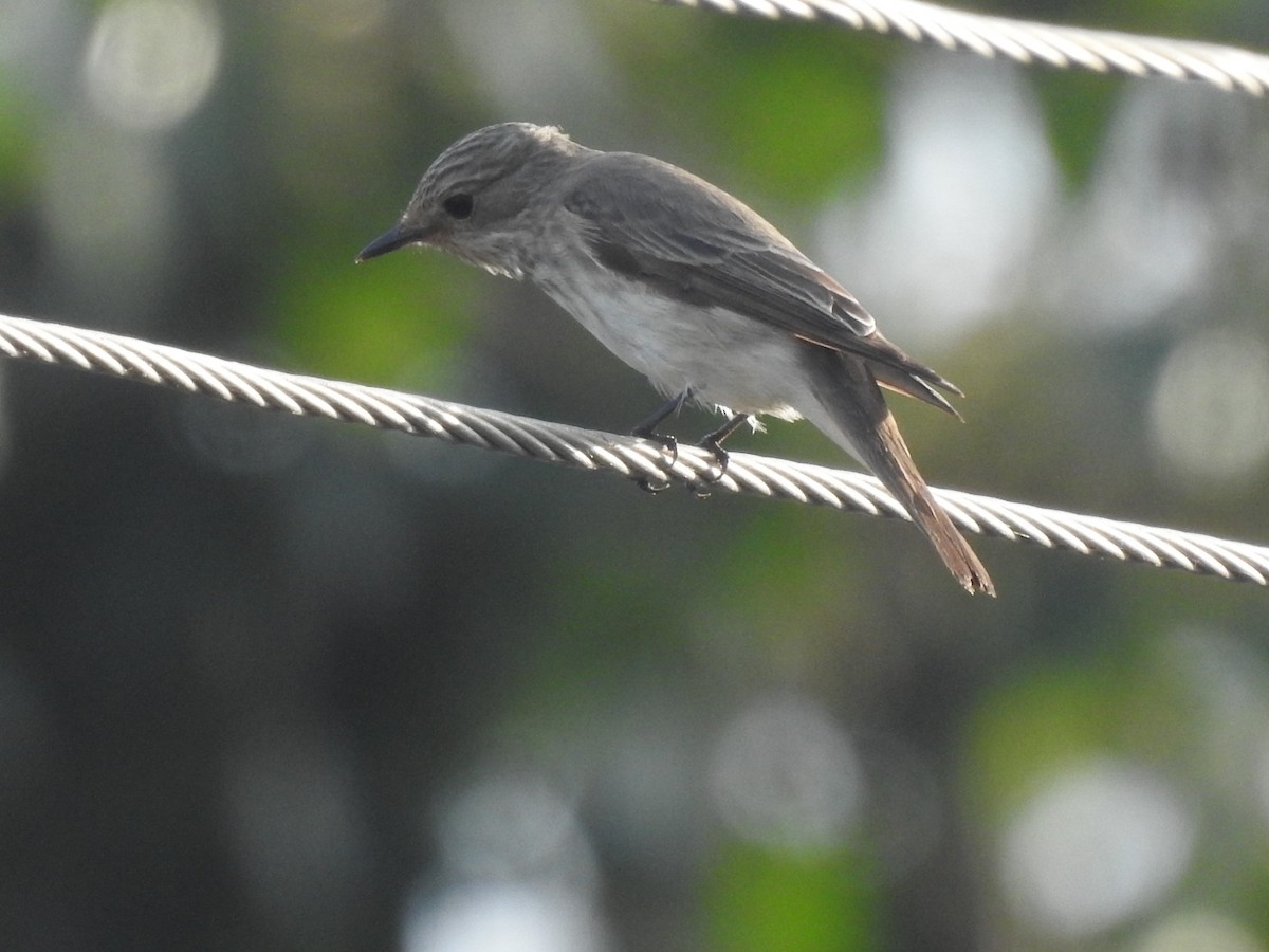 Spotted Flycatcher - ML642120606