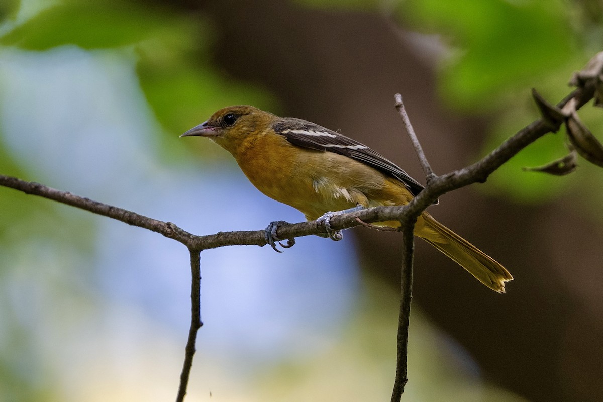 Baltimore Oriole - ML642120611