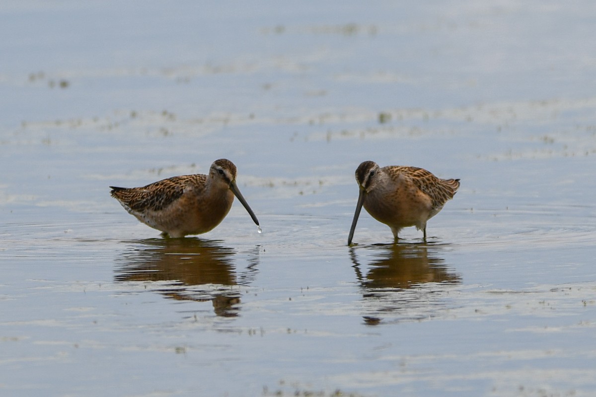 Short-billed Dowitcher - ML642120612