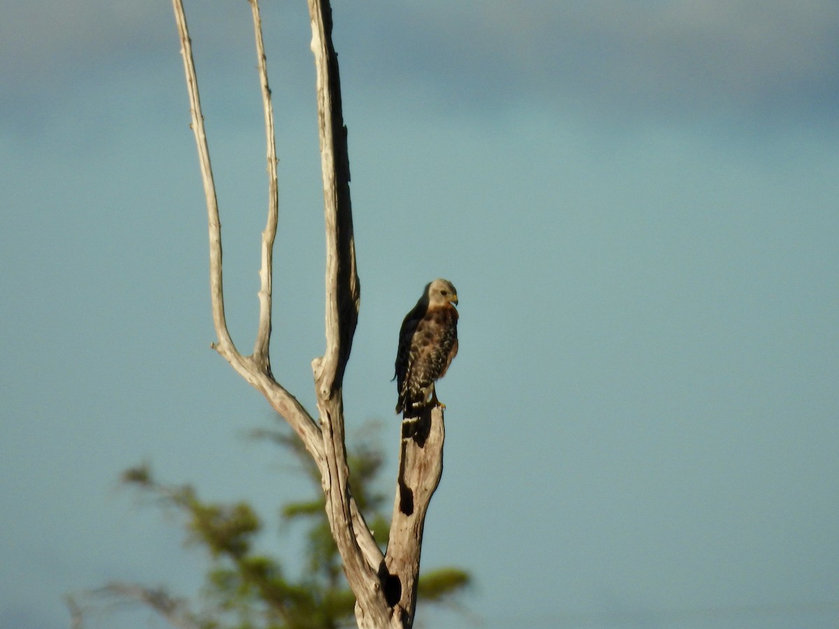 Red-shouldered Hawk (extimus) - ML642120614