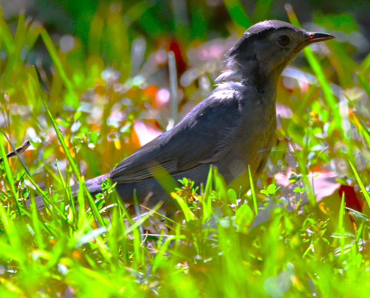 Gray Catbird - ML642120615