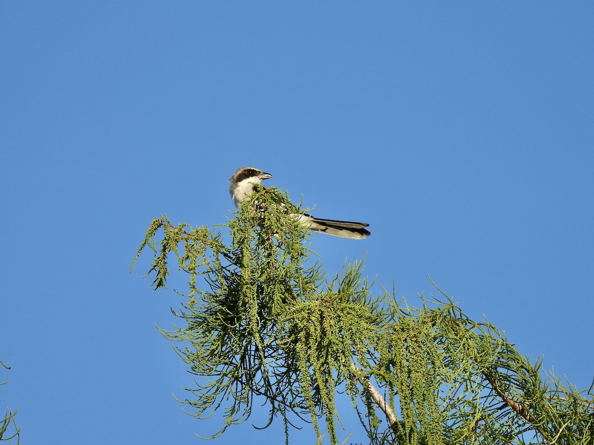 Loggerhead Shrike - ML642120623