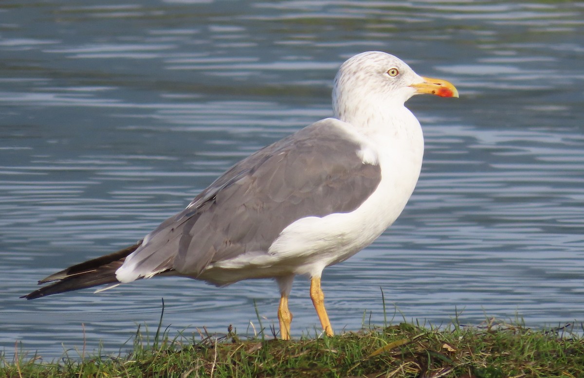 Heringsmöwe - ML642120626