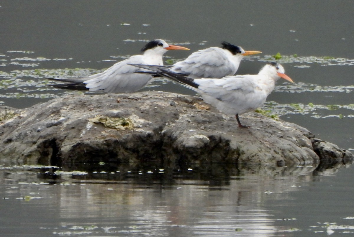 Elegant Tern - ML642120627
