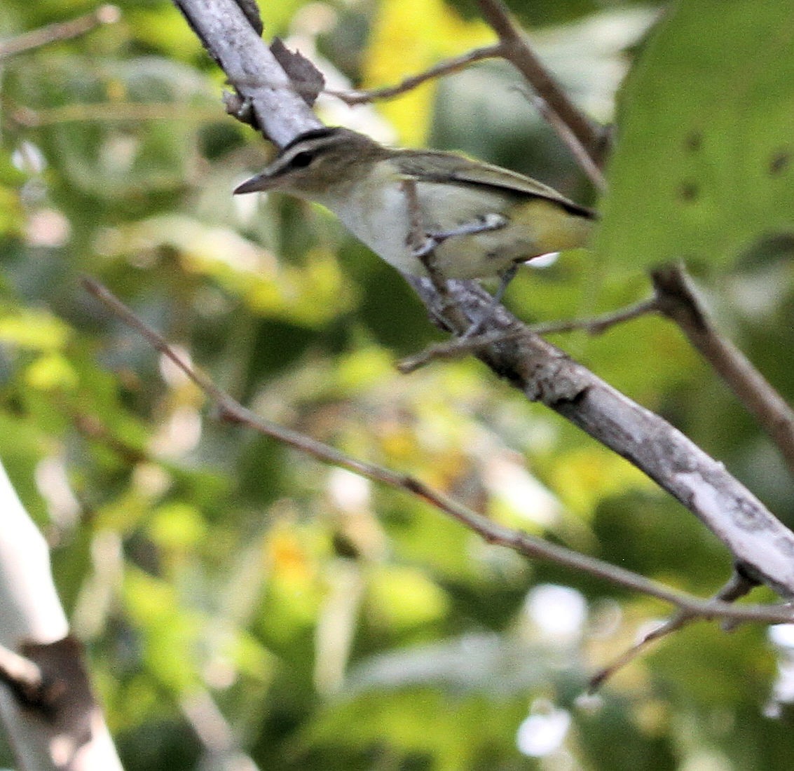 Red-eyed Vireo - ML642120645