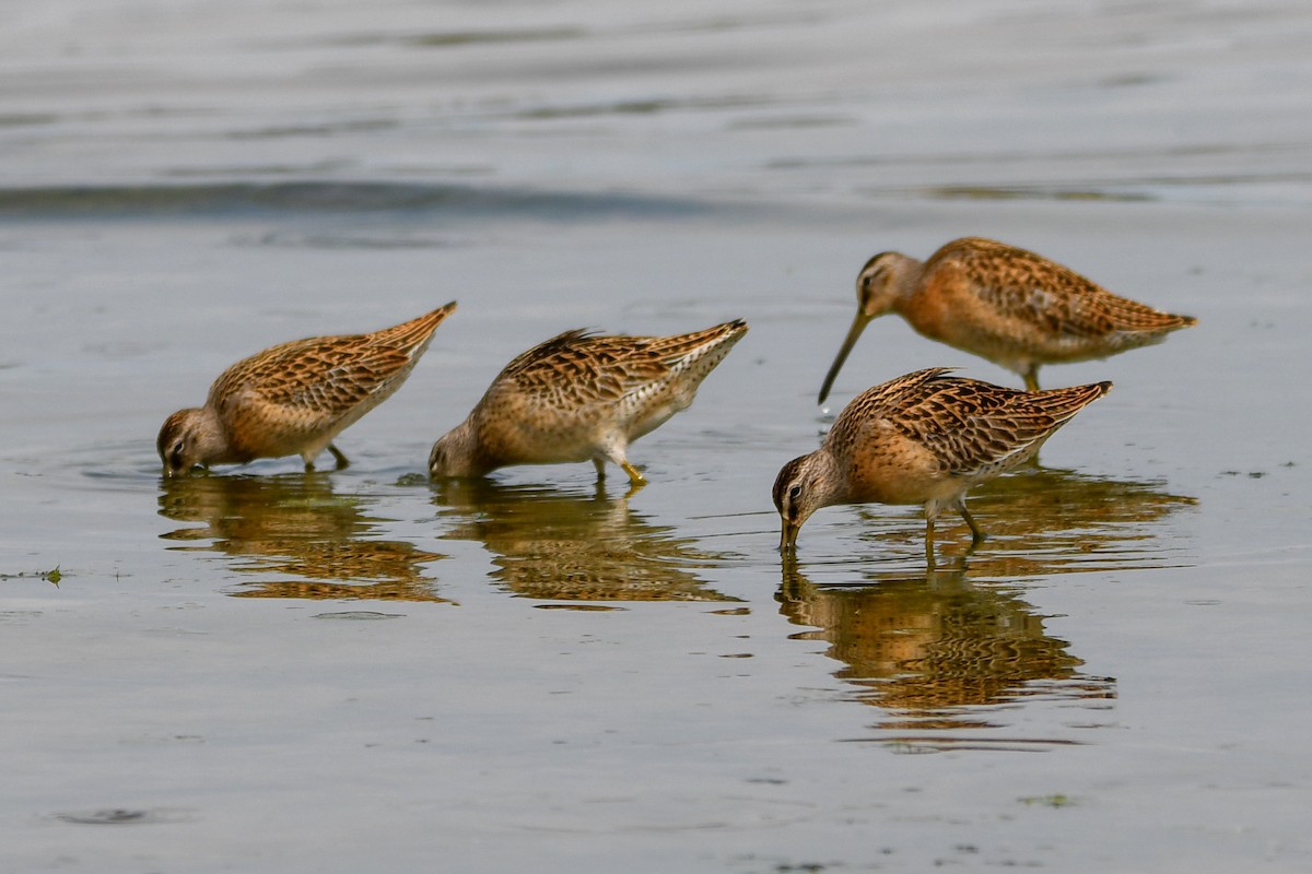Short-billed Dowitcher - ML642120647