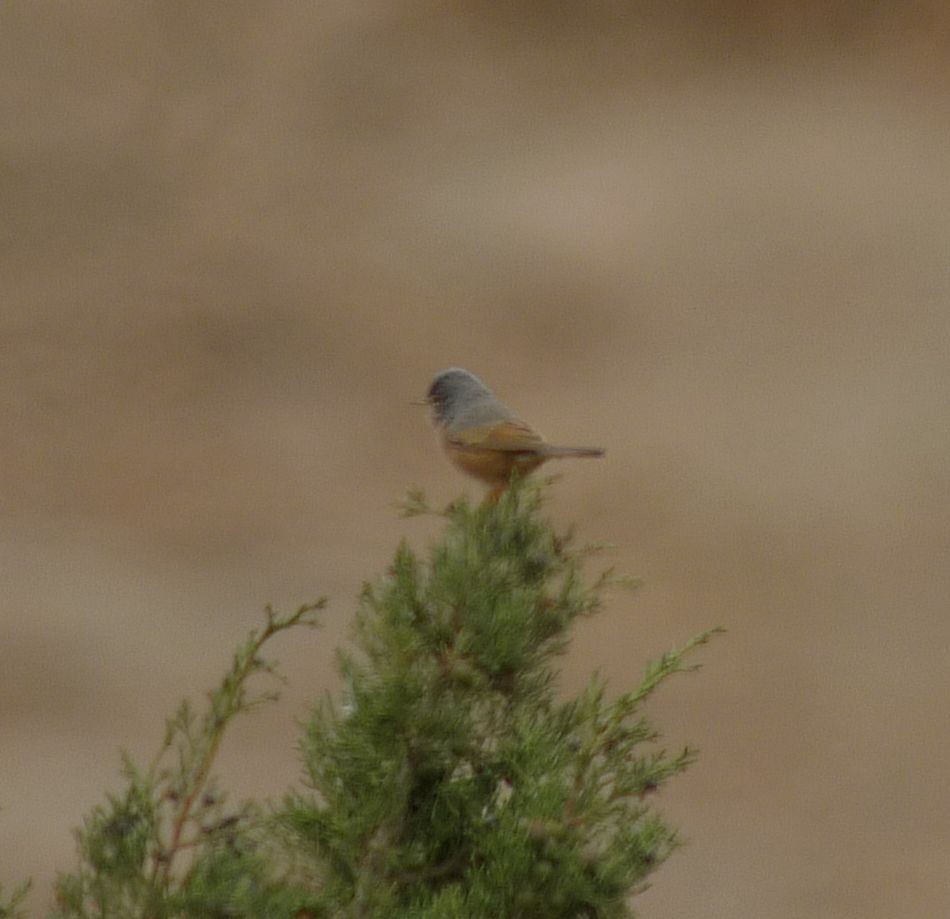 Tristram's Warbler - ML642120656