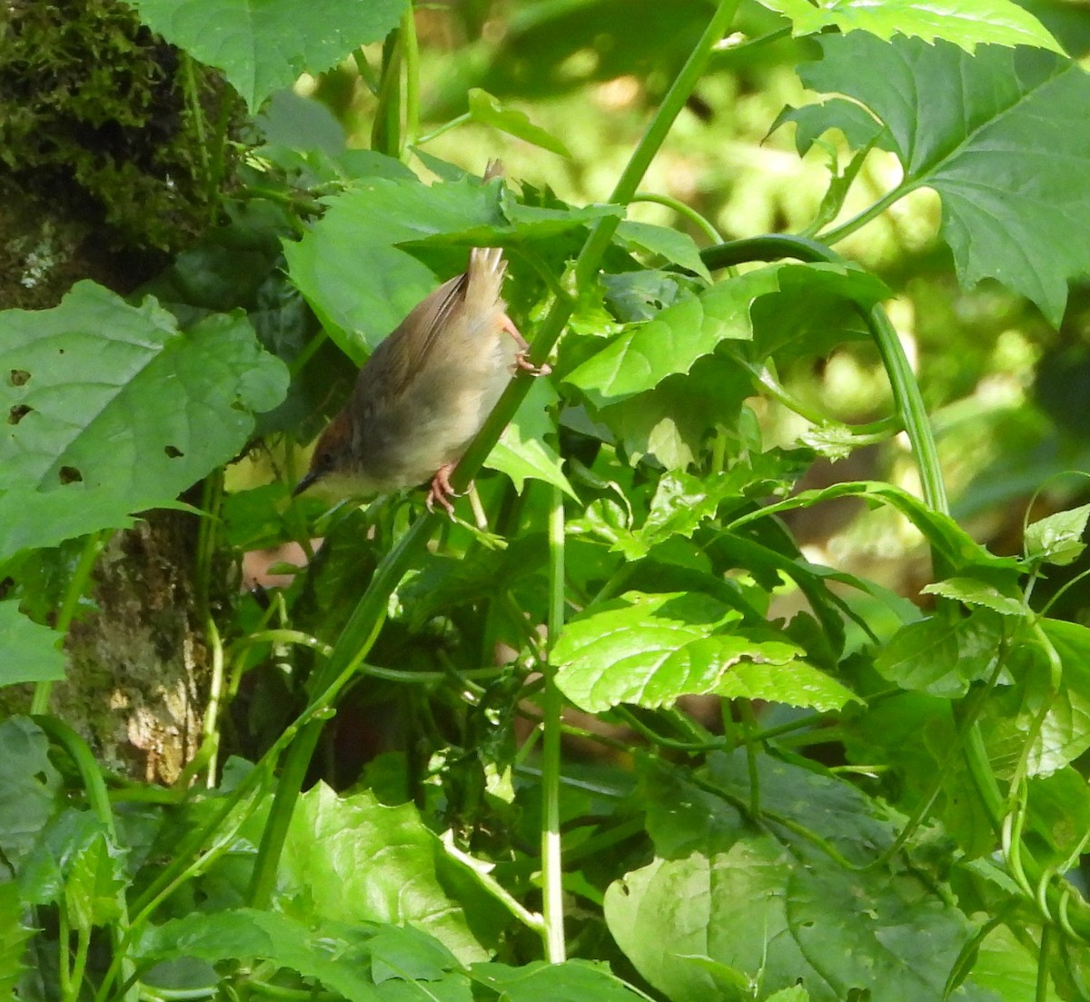 Chubb's Cisticola - ML642120661