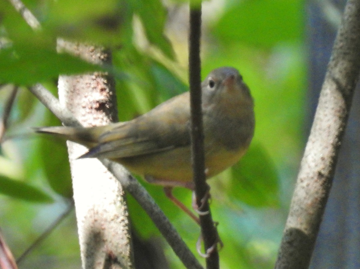 Connecticut Warbler - ML642120665