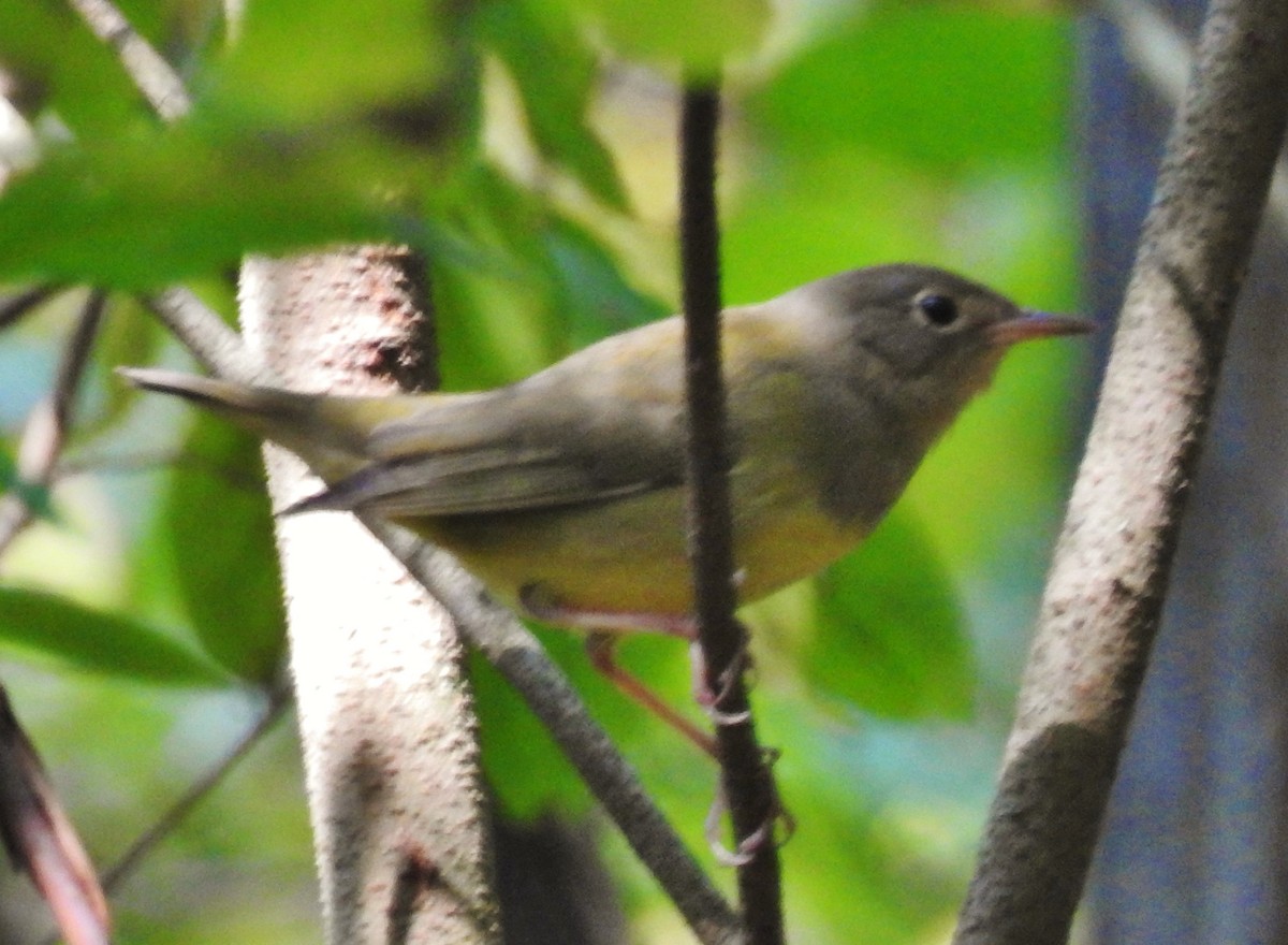 Connecticut Warbler - ML642120666