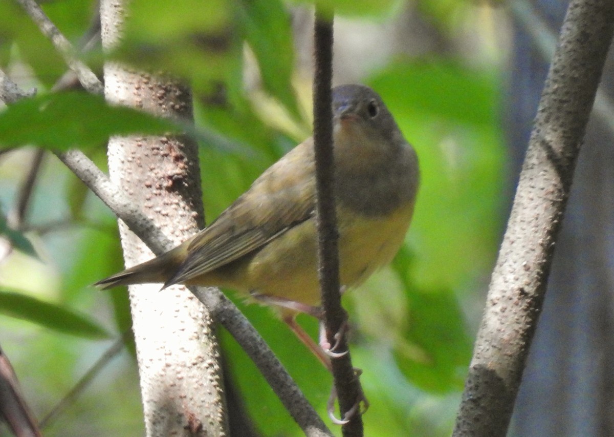 Connecticut Warbler - ML642120667