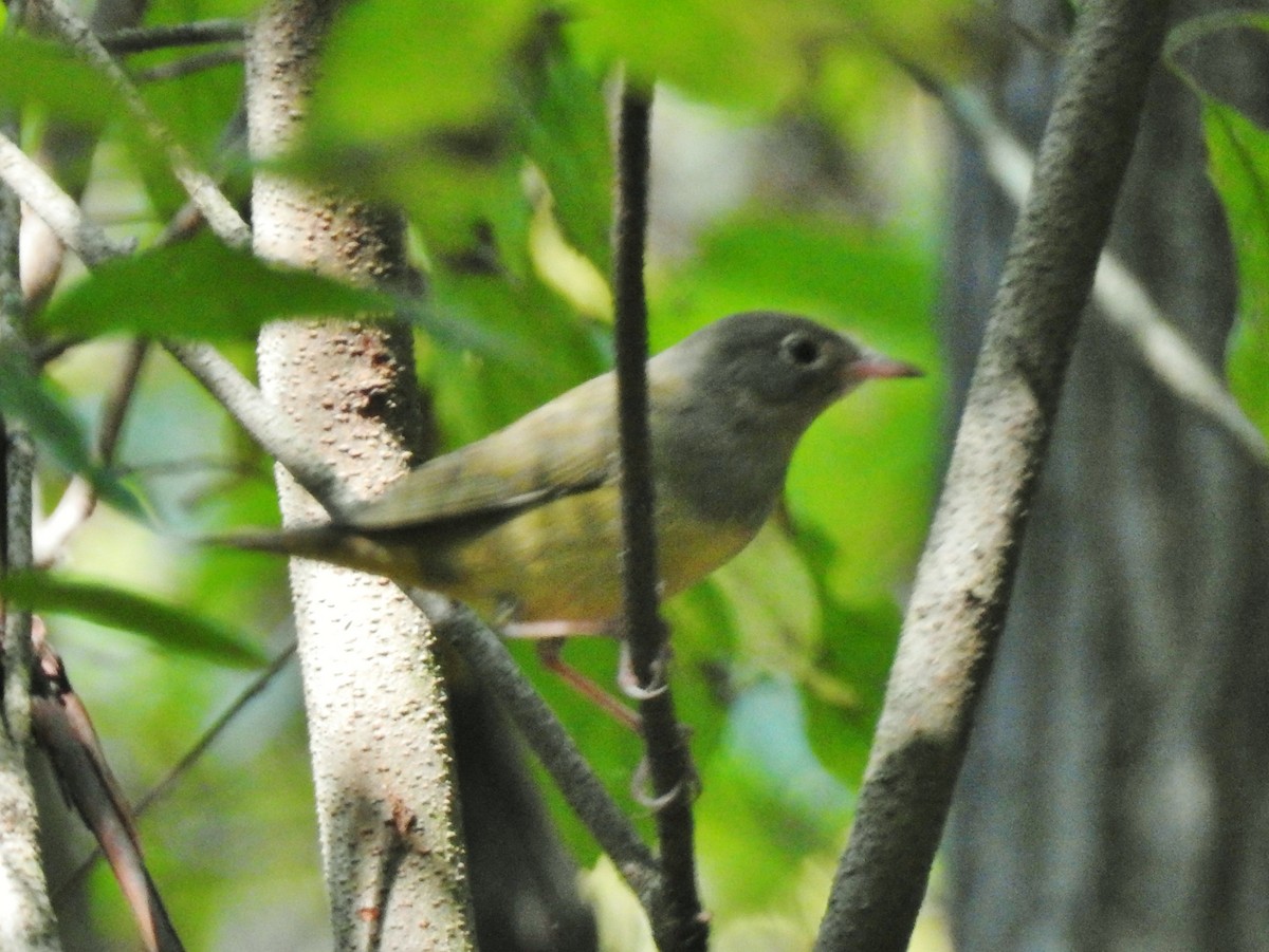 Connecticut Warbler - ML642120669