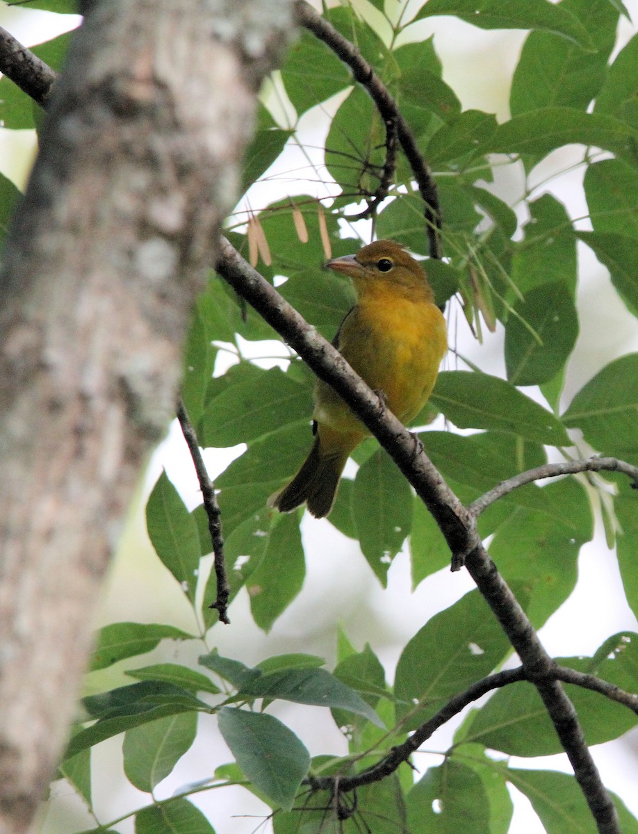 Summer Tanager - ML642120676