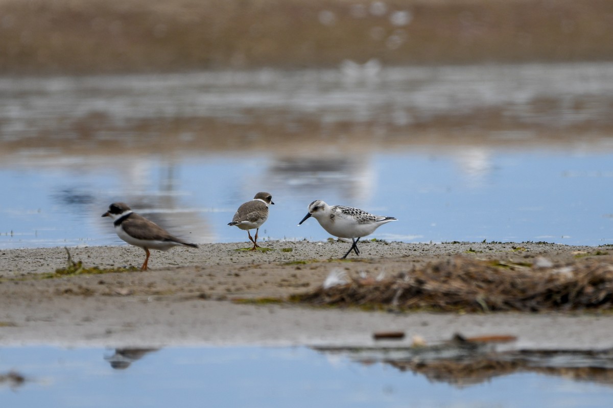 Sanderling - ML642120679