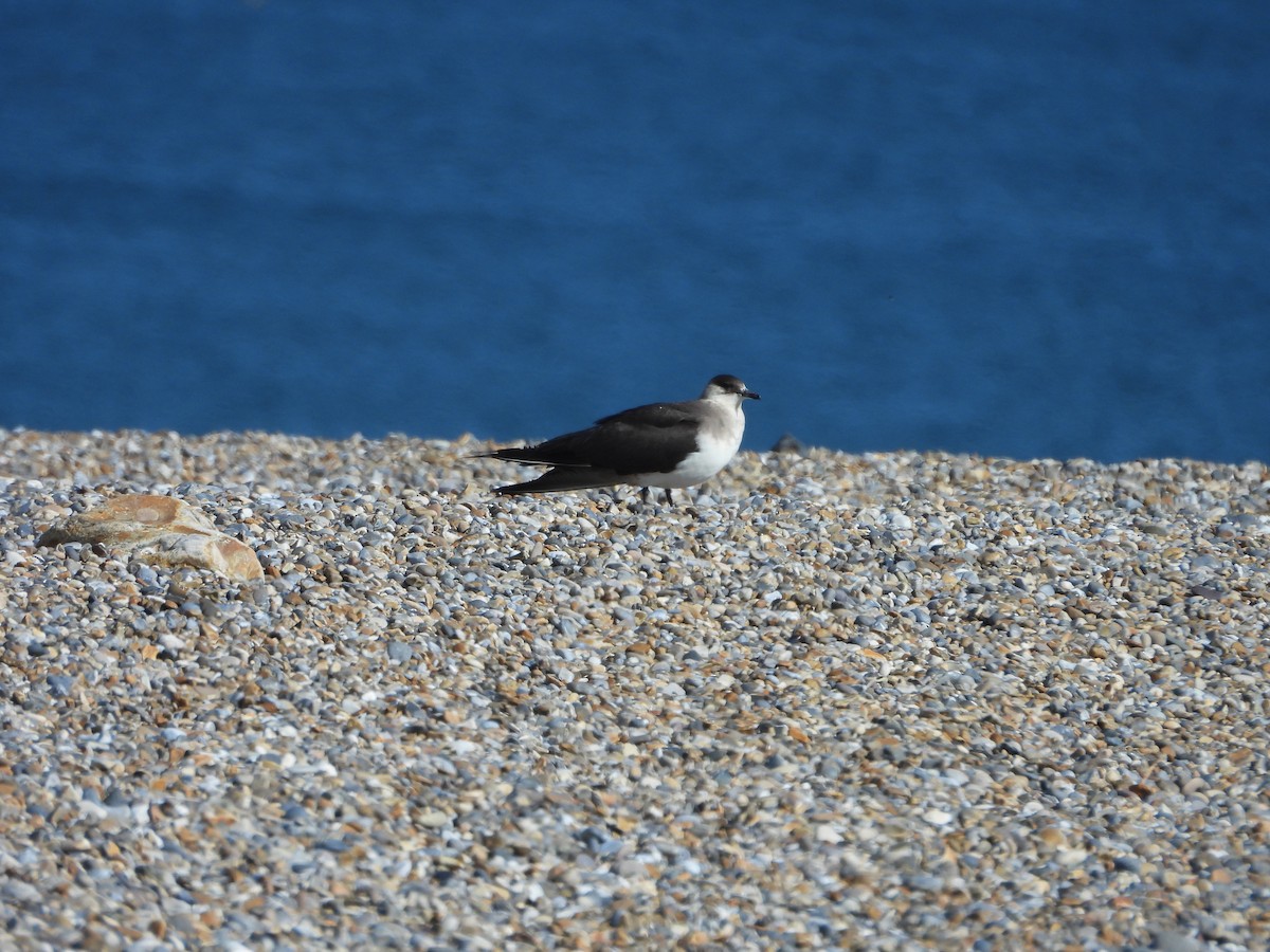 Parasitic Jaeger - ML642120680