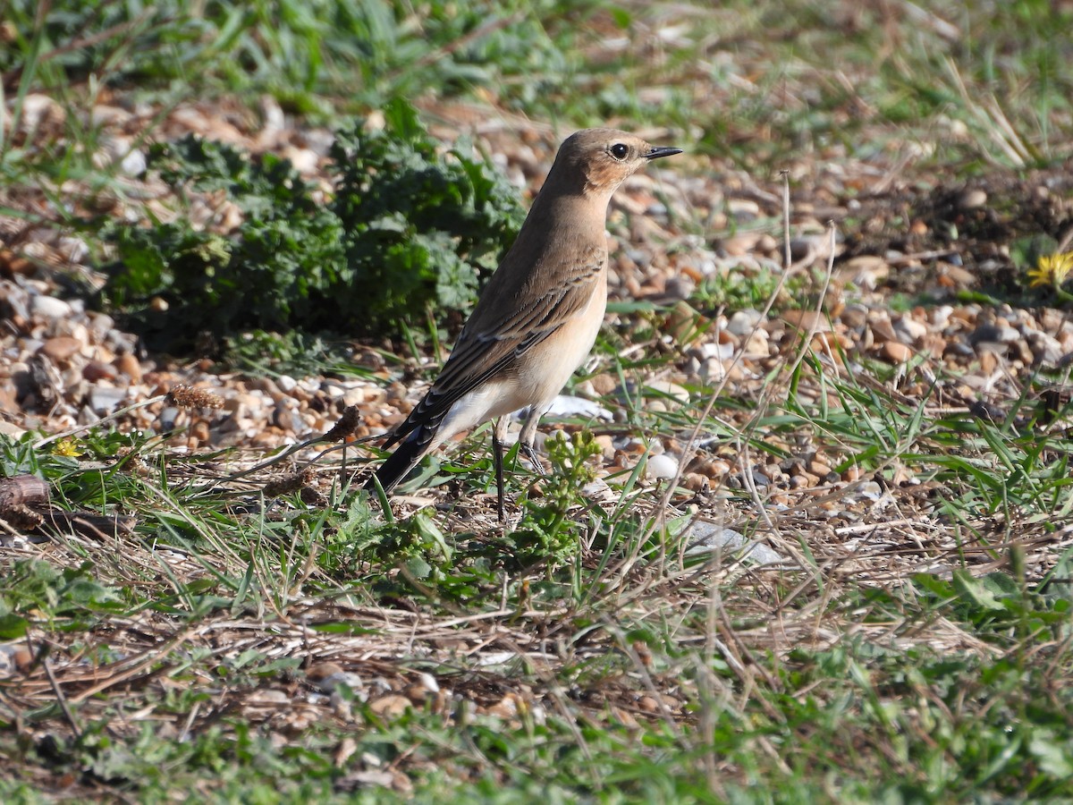 Northern Wheatear - ML642120686