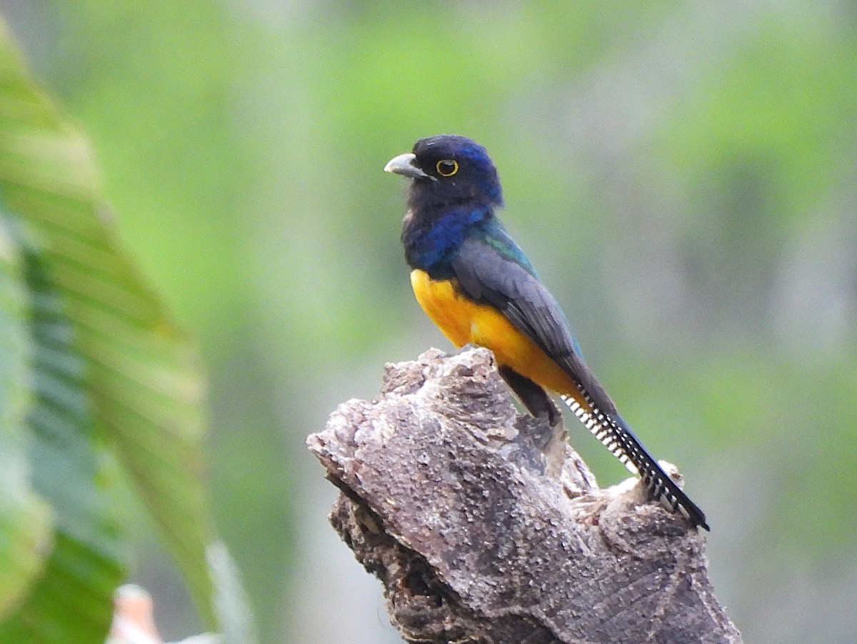 Trogon violacé - ML642120687