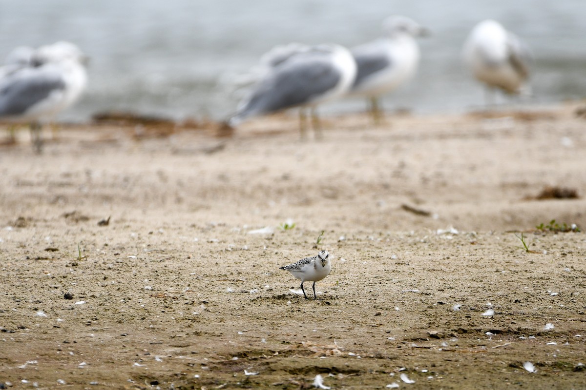 Sanderling - ML642120689