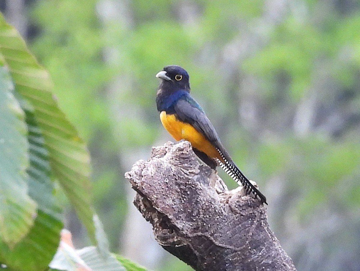 Trogon violacé - ML642120690