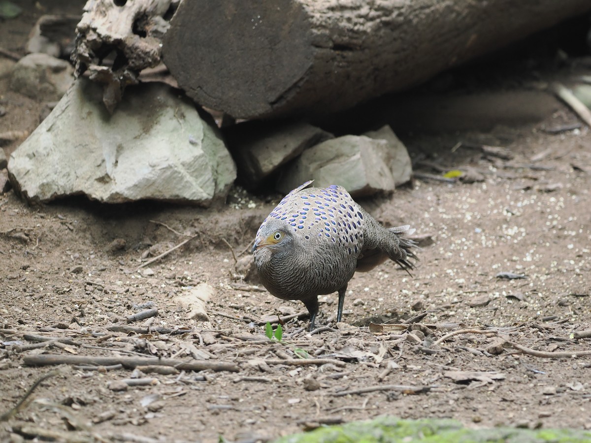 Gray Peacock-Pheasant - ML642120697