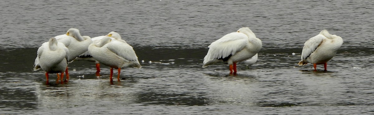 American White Pelican - ML642120704