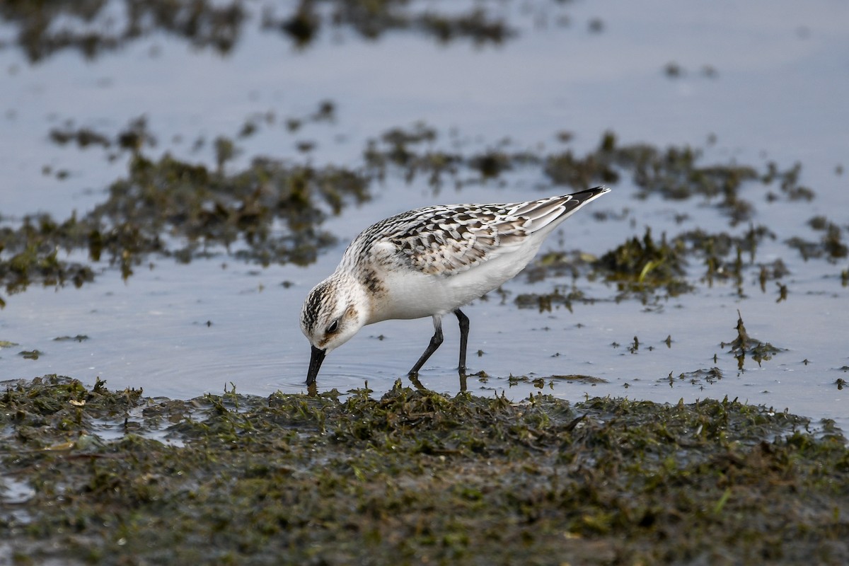 Sanderling - ML642120707